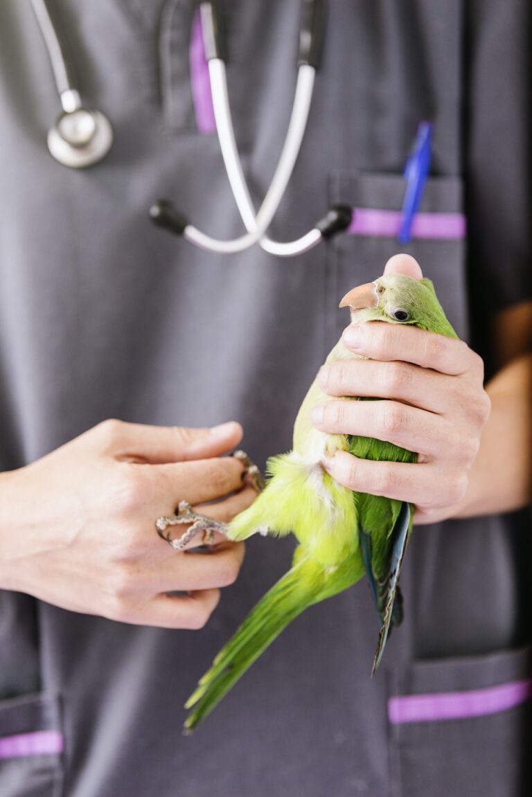 Veterinarian doctor is making a check up of a kramer parrot.